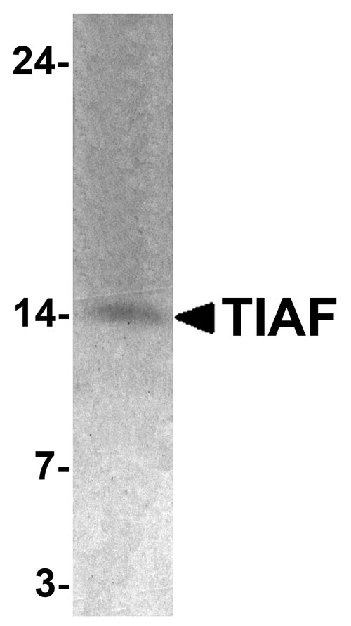 1 - TIAF Antibody ASC11645