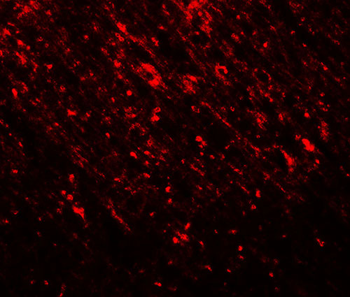 3 - TLX2 Antibody ASC11662