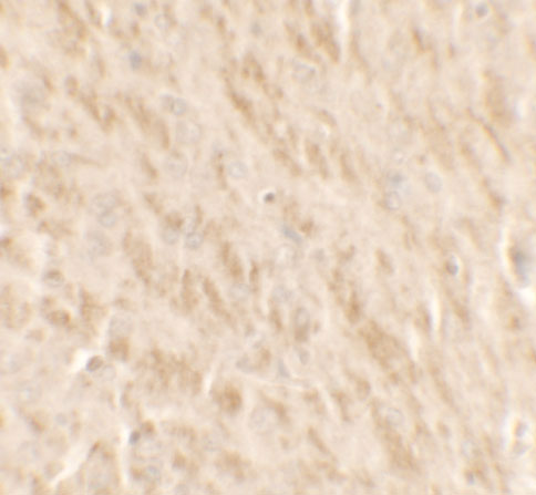 2 - TLX2 Antibody ASC11662