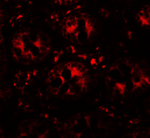3 - DAP Antibody ASC11669