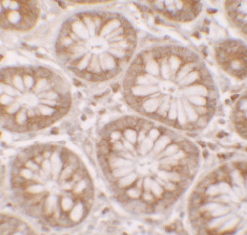 2 - DAP Antibody ASC11669