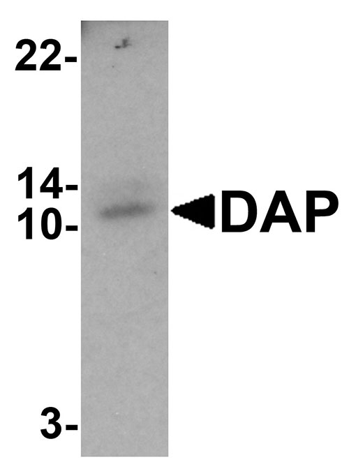 1 - DAP Antibody ASC11669