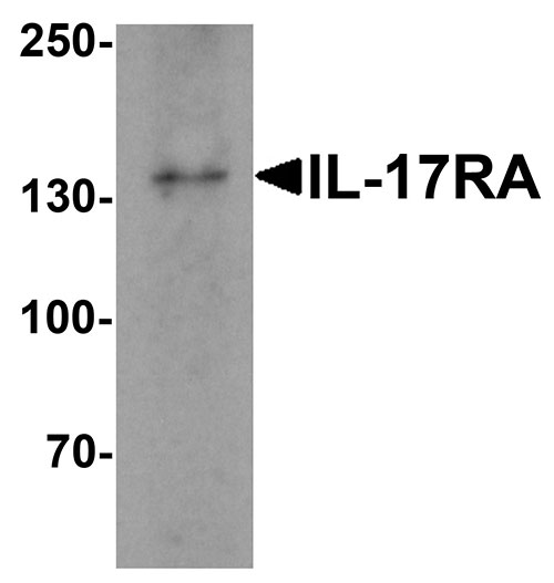 1 - IL-17RA Antibody ASC11676
