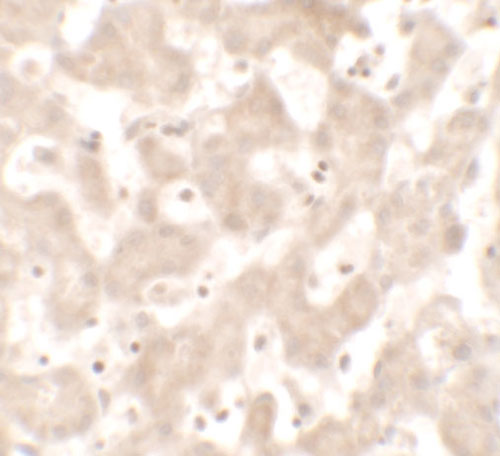 2 - KHDC1 Antibody ASC11678