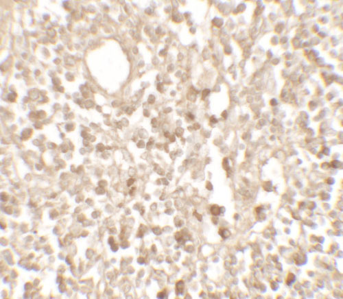 2 - TMEM107 Antibody  ASC11701