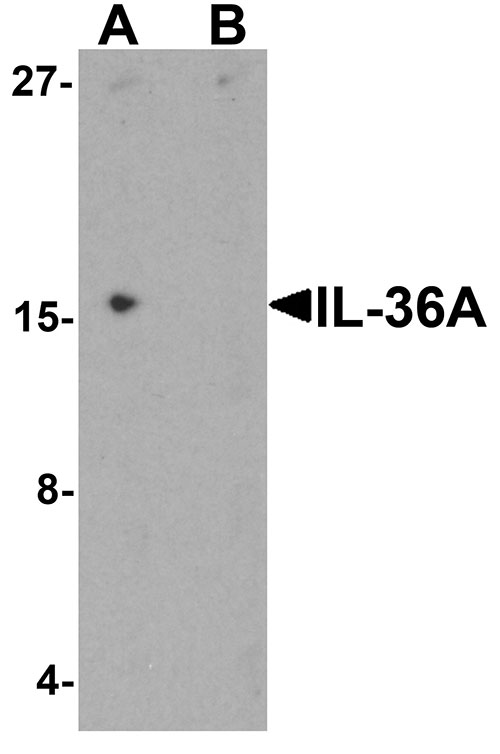 1 - IL-36A Antibody ASC11710