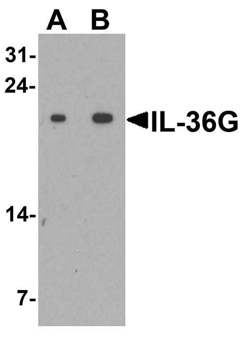1 - IL-36G Antibody ASC11712