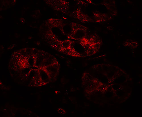 3 - BHLHA15 Antibody ASC11717