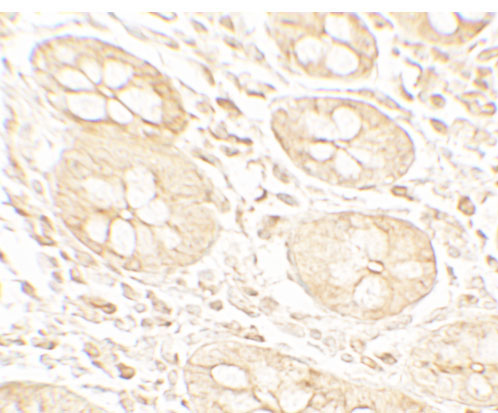 2 - BHLHA15 Antibody ASC11717