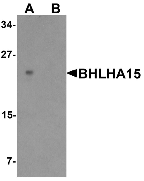 1 - BHLHA15 Antibody ASC11717
