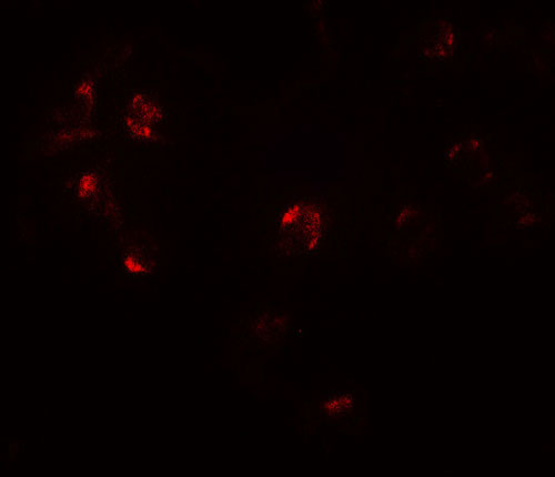 3 - ZNF821 Antibody ASC11719