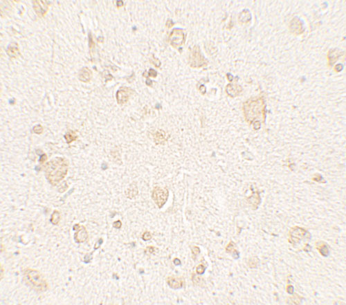 2 - ULK4 Antibody ASC11730