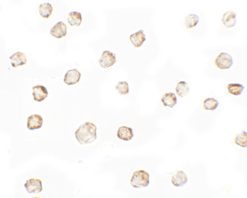 8 - TESPA1 Antibody ASC11734