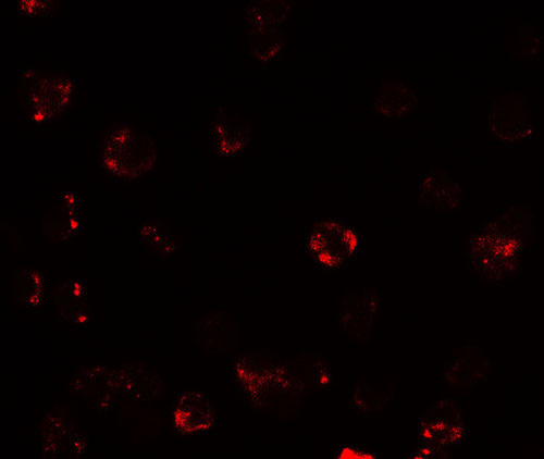 3 - TESPA1 Antibody ASC11734