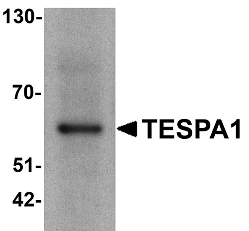 1 - TESPA1 Antibody ASC11734