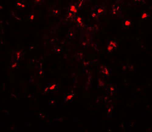 3 - RPSA Antibody ASC11736