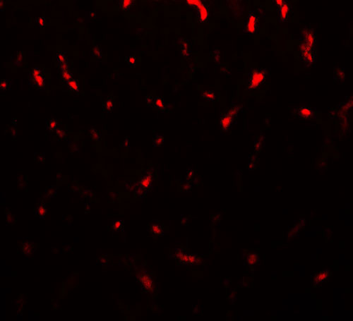 3 - TMIGD1 Antibody ASC11739