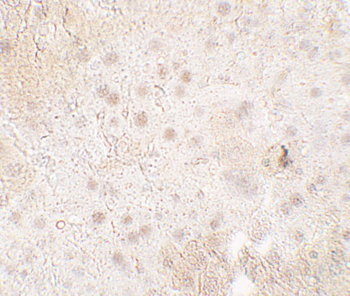 2 - TMIGD1 Antibody ASC11739