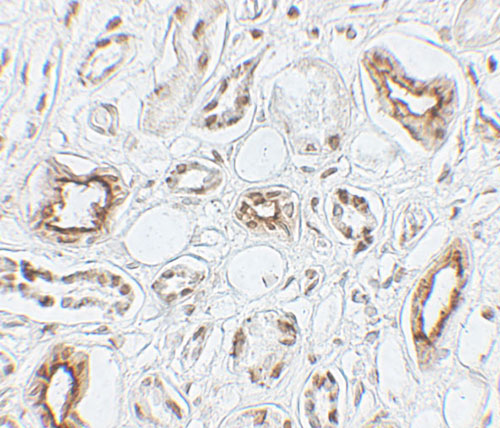 2 - AQP2 Antibody ASC11742