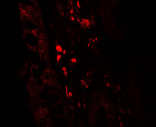 3 - GLIPR1 Antibody ASC11743