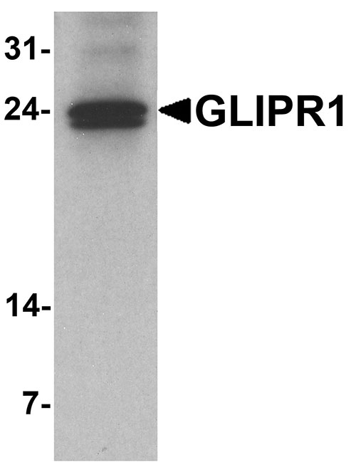 1 - GLIPR1 Antibody ASC11743