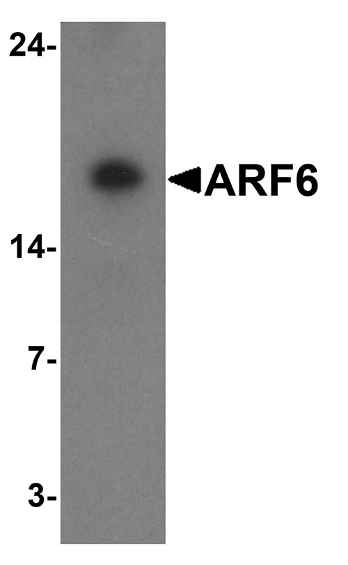 1 - ARF6 Antibody ASC11763