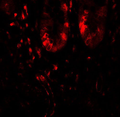 3 - LAMTOR1 Antibody ASC11767