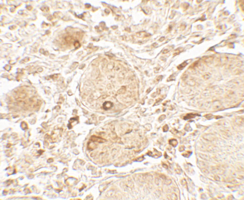2 - LAMTOR1 Antibody ASC11767