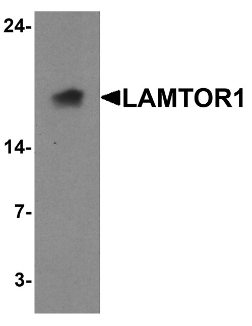 1 - LAMTOR1 Antibody ASC11767