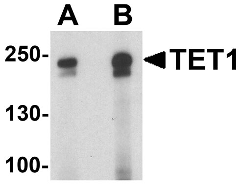 1 - TET1 Antibody ASC11779