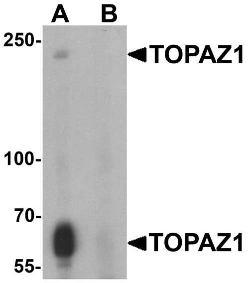 1 - TOPAZ1 Antibody ASC11780