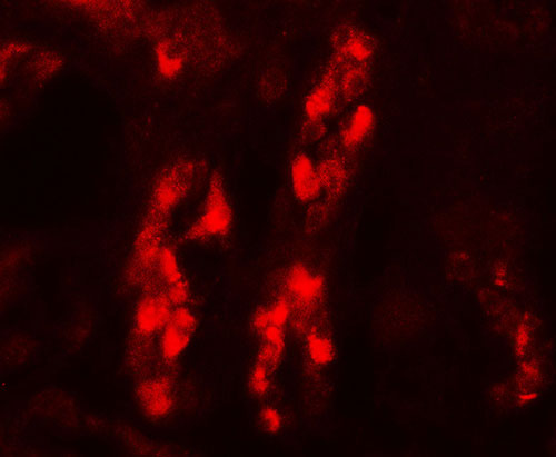 3 - GDPD5 Antibody ASC11781