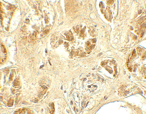 2 - GDPD5 Antibody ASC11781