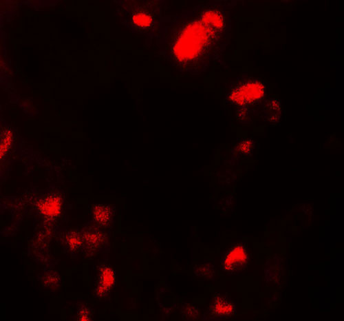 3 - UBIAD1 Antibody ASC11785