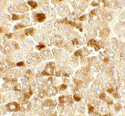 2 - UBIAD1 Antibody ASC11785