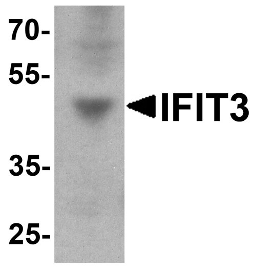 1 - IFIT3 Antibody  ASC11788