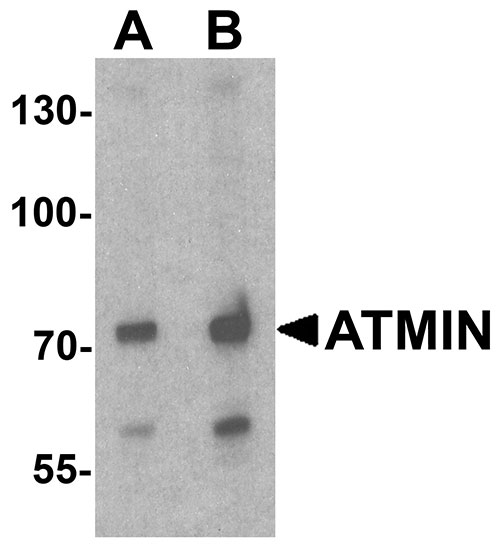 1 - ATMIN Antibody ASC11793