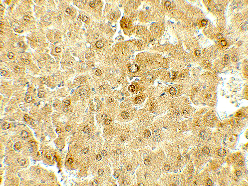 2 - DEPTOR Antibody ASC11797