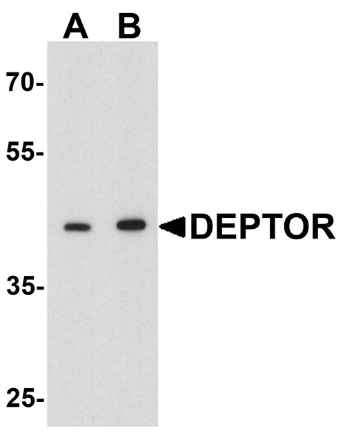 1 - DEPTOR Antibody ASC11797