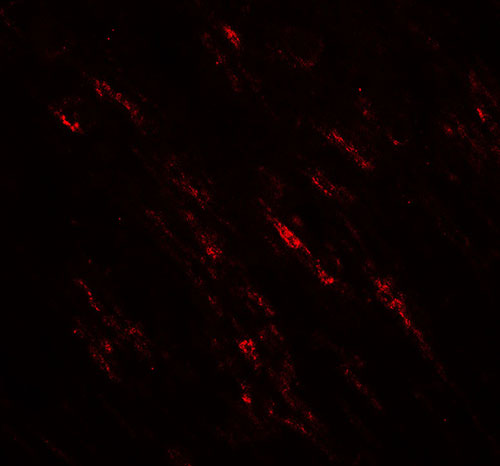 3 - POU2F3 Antibody ASC11800