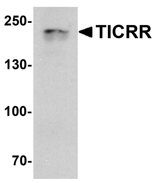 1 - TICRR Antibody ASC11813
