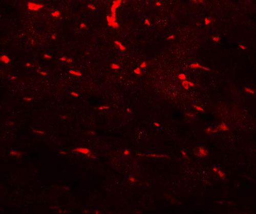 3 - PDCL3 Antibody ASC11821