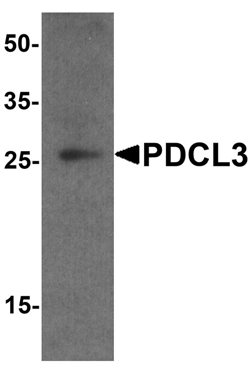 1 - PDCL3 Antibody ASC11821