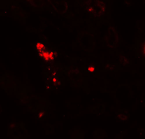 3 - NOX3 Antibody ASC11834