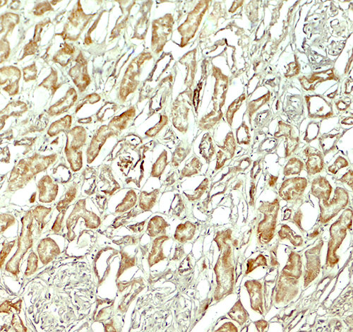 2 - NOX3 Antibody ASC11834