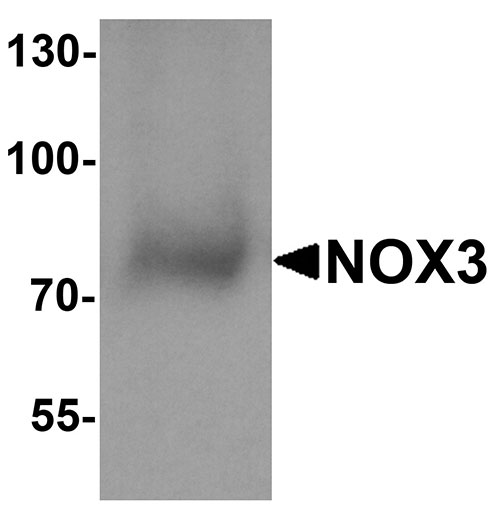 1 - NOX3 Antibody ASC11834