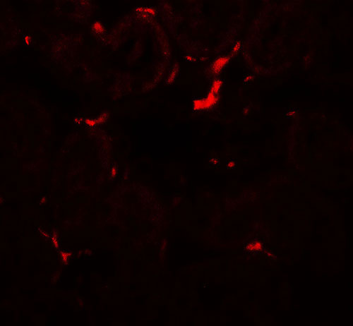 3 - VEZT Antibody ASC11849