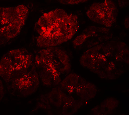3 - XKR8 Antibody ASC11851