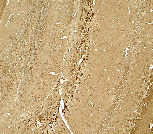 2 - NINJ1 Antibody ASC11852