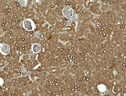 2 - KIRREL3 Antibody ASC11855